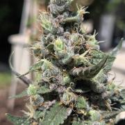 Dr.SkunkyKush: STOR