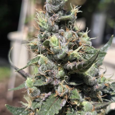 Dr.SkunkyKush: STOR