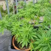 LoisenFarm: GOCO Outdoor (Findling)