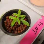 PLOT XDWC