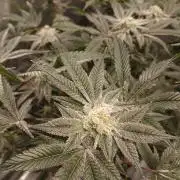 DAIN RDWC TopShelfClones.at Cut#8Cultiva