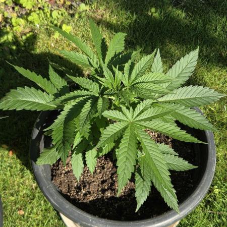 Dr.SkunkyKush: HUBU DopeBois & Sleezy