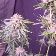 Dr.SkunkyKush: HUBU DopeBois & Sleezy