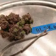 BLSK Gen3 RDWC