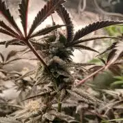 DAIN RDWC TopShelfClones.at Cut#8Cultiva