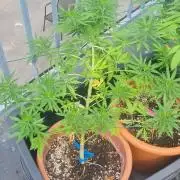 LoisenFarm: GOCO Outdoor (Findling)