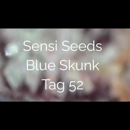 BLSK Gen3 RDWC