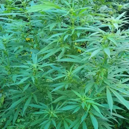 White ICE #1 Gen5 Outdoor