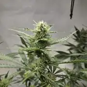 Dr.SkunkyKush: HUBU DopeBois & Sleezy