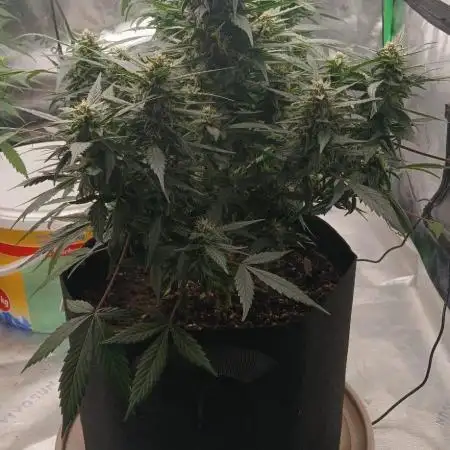 Dr.HanfDampf: SLEH Auto Seedsupplier