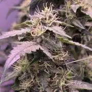 Dr.SkunkyKush: PIEX Auto