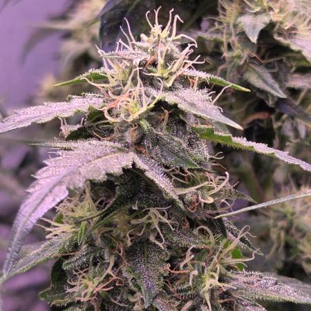 Dr.SkunkyKush: PIEX Auto