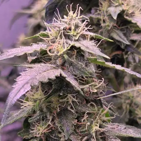 Dr.SkunkyKush: PIEX Auto