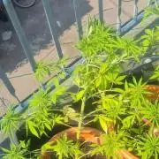 LoisenFarm: GOCO Outdoor (Findling)