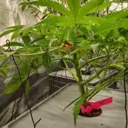 PLOT RDWC