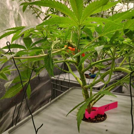 PLOT RDWC