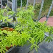 LoisenFarm: TRCH OSS OUTDOOR