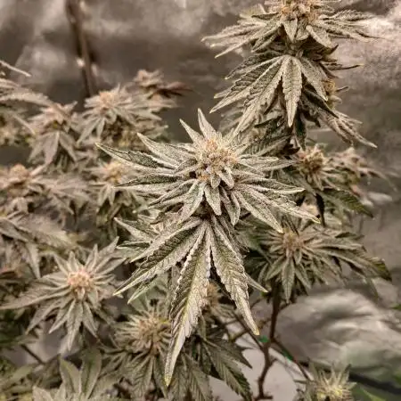 SUPE Gen1 RDWC 11w