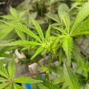DAIN RDWC TopShelfClones.at Cut#8Cultiva