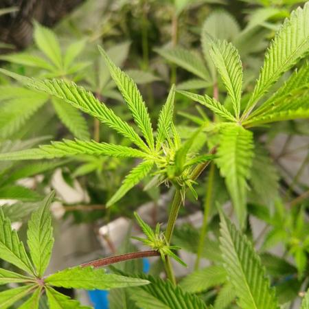 DAIN RDWC TopShelfClones.at Cut#8Cultiva