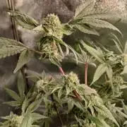 BLSK Gen4.2 RDWC