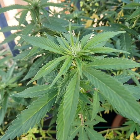 LoisenFarm: GOCO Outdoor (Findling)