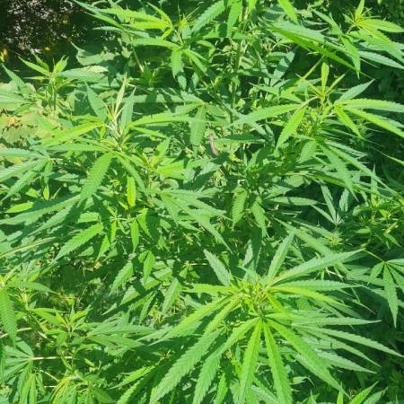 White ICE #1 Gen5 Outdoor