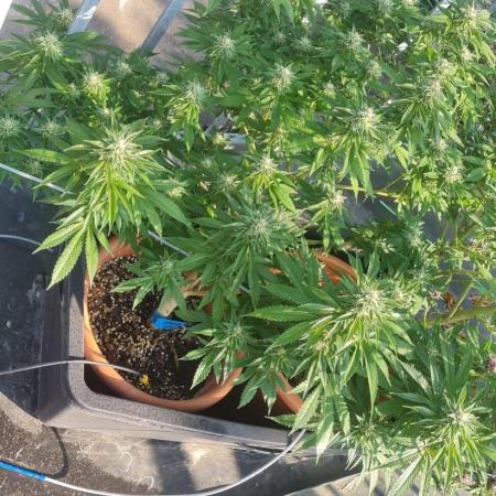 LoisenFarm: GOCO Outdoor (Findling)