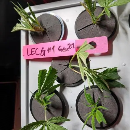 LECG #1 Gen2
