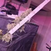 Dr.SkunkyKush: HUBU DopeBois & Sleezy