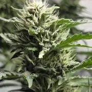 Dr.SkunkyKush: HUBU DopeBois & Sleezy