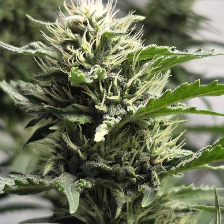 Dr.SkunkyKush: HUBU DopeBois & Sleezy
