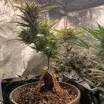 Bonzai #2 - White I.C.E. #1 Gen5