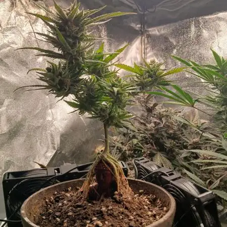 Bonzai #2 - White I.C.E. #1 Gen5