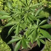 Dr.SkunkyKush: SeedSupplier: PIEX Auto