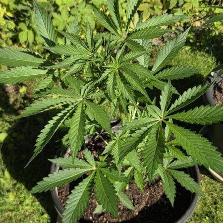 Dr.SkunkyKush: SeedSupplier: PIEX Auto