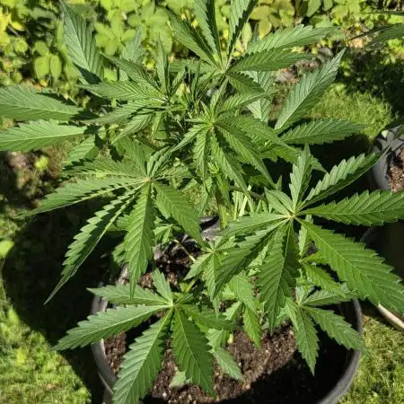 Dr.SkunkyKush: PIEX Auto