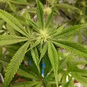 DAIN RDWC TopShelfClones.at Cut#8Cultiva
