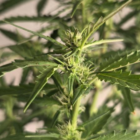 Dr.SkunkyKush: PIEX Auto