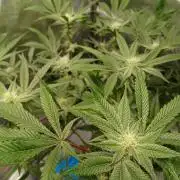 DAIN RDWC TopShelfClones.at Cut#8Cultiva