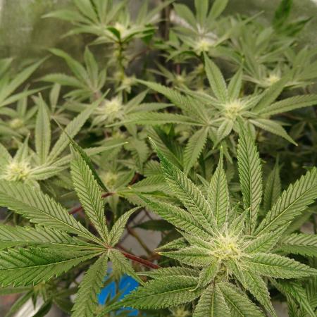 DAIN RDWC TopShelfClones.at Cut#8Cultiva