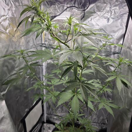 Dr.SkunkyKush: PIEX Auto