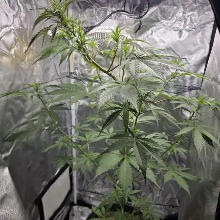 Dr.SkunkyKush: PIEX Auto