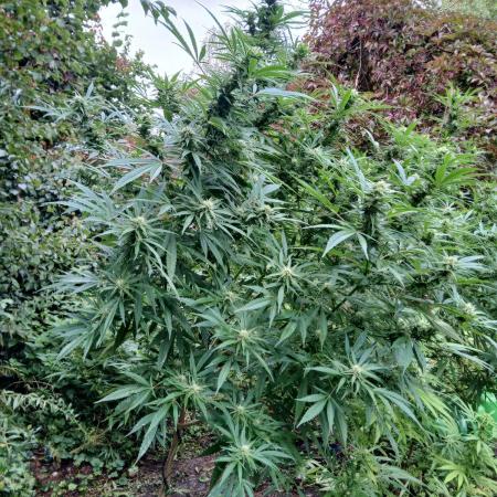 White ICE #1 Gen5 Outdoor