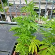 LoisenFarm: GOCO Outdoor (Findling)