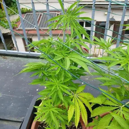 LoisenFarm: GOCO Outdoor (Findling)