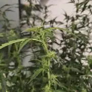 Dr.SkunkyKush: PIEX Auto