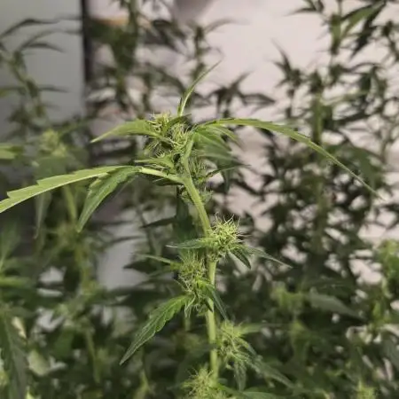 Dr.SkunkyKush: PIEX Auto