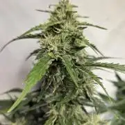 Dr.SkunkyKush: HUBU DopeBois & Sleezy