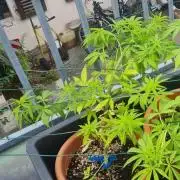 LoisenFarm: GOCO Outdoor (Findling)